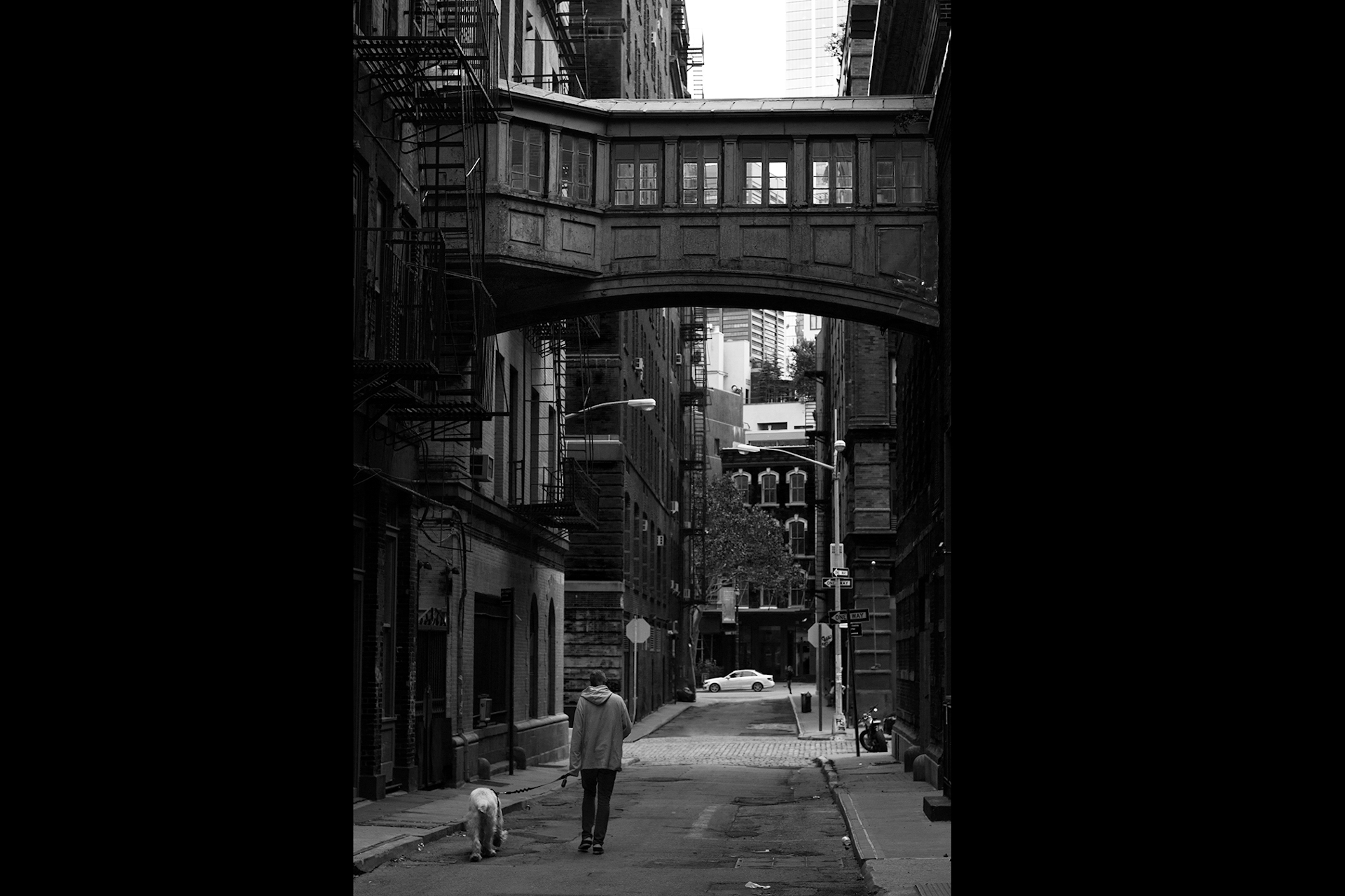 Man walking dog, NYC