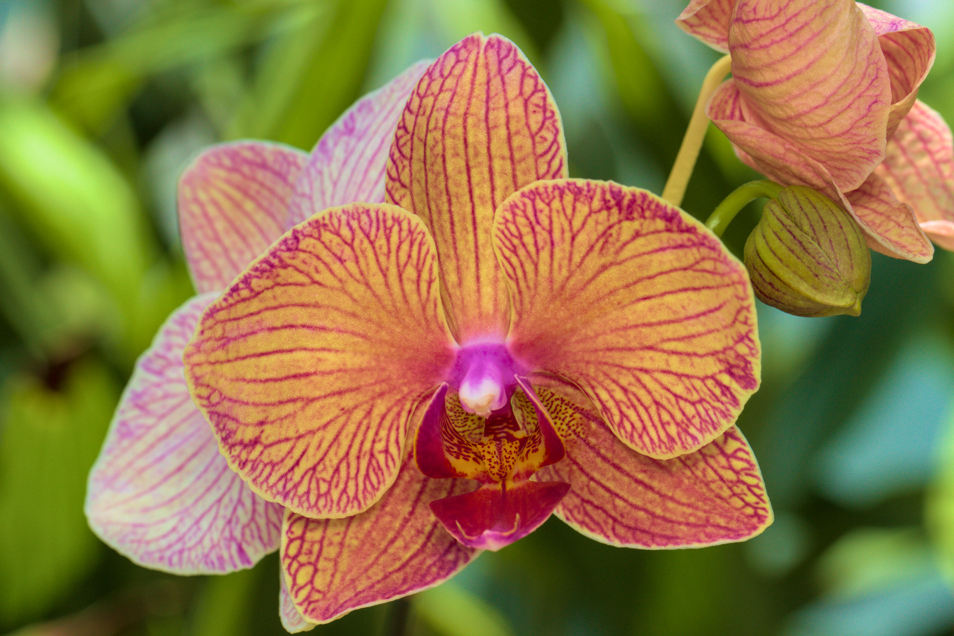 Moth Orchid