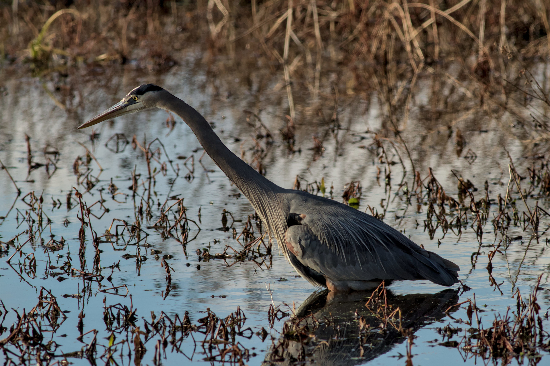 Great Blue Heron