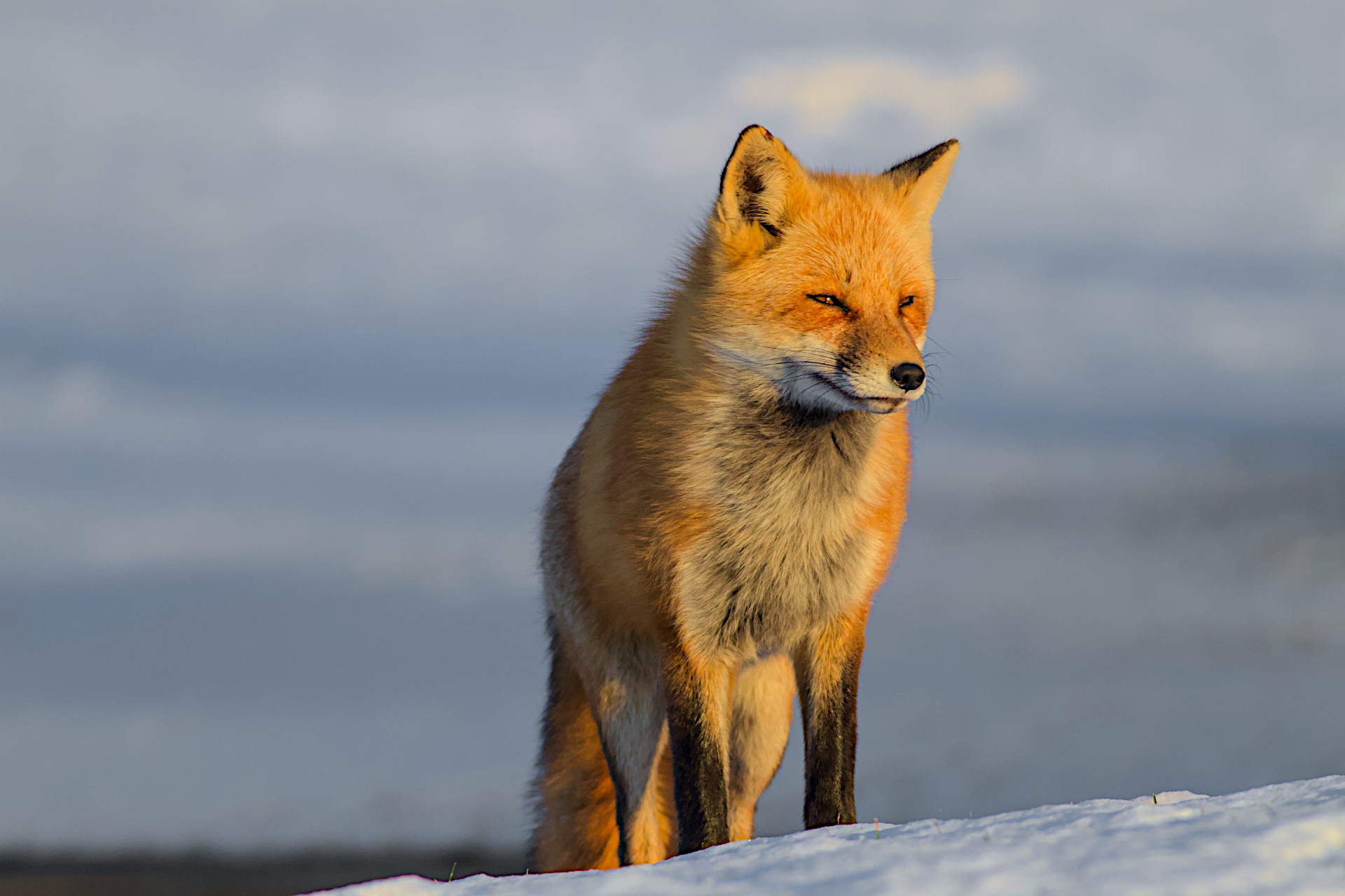 Red Fox